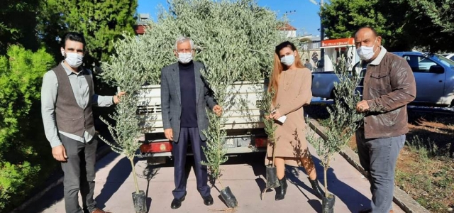 Arsuz Belediyesi'nden Vatandaşlara ‘Zeytin Ağacı'