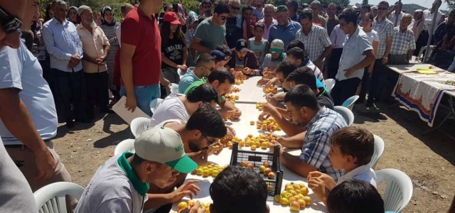 Arsuz Kayısı Festivali Şölene Dönüştü