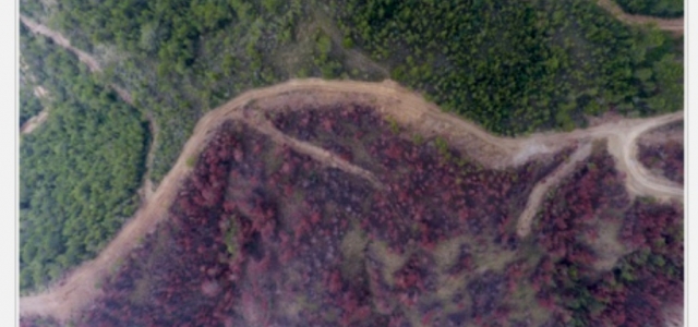 Arsuz Ormanı Yeniden Filizleniyor