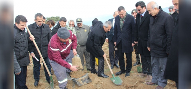 Arsuz'da 8 Bin Zeytin Fidanı Toprakla Buluştu!