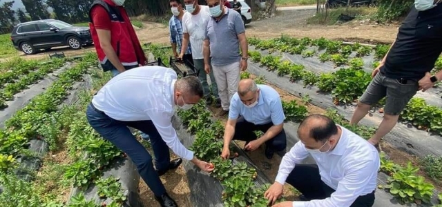 Arsuz'da Çilek Hasadı