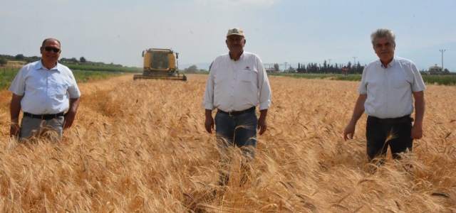 Arsuz'da  'Karakılçık Buğdayı Hasadı'