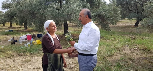 Arsuz'da Zeytin Hasadı Başladı