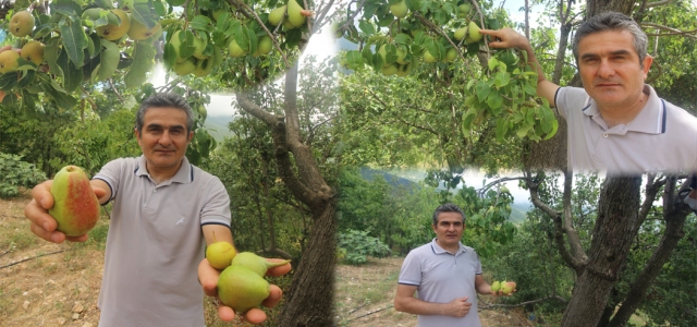 Asırlık Armut Ağacında Dört Farklı Lezzet!