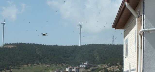 Belen'de ‘Kuş Gözlem Temalı' Parkta Sona Doğru