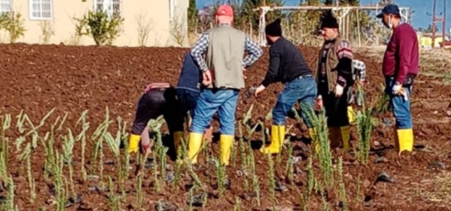 Bin Yıllık Ata Tohumu Arsuz'da Toprakla Buluşuyor