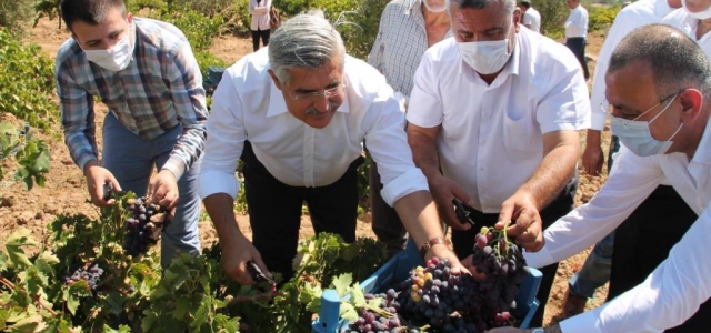 Hassa'da Üzüm Hasadı Yapıldı