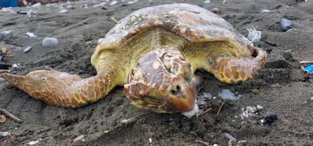 HBB Ekiplerinin Dikkati Caretta Carettayı Kurtardı