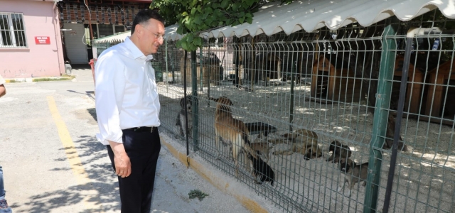 'Köpekler Sıcak Yuva ve Sahiplerini Bekliyor'