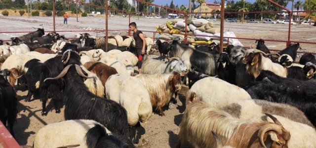 Kurban Satış Alanı Belirlendi