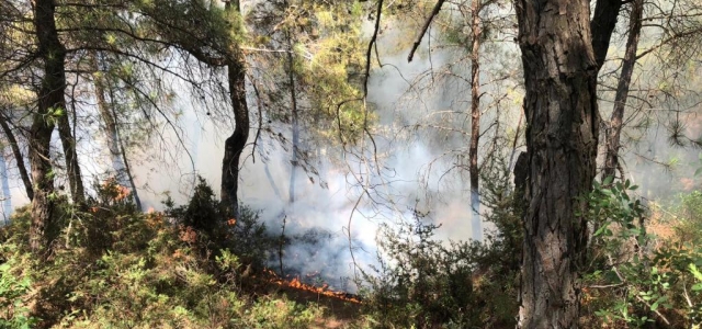 Piknik Ateşi Hatay'da Ormanı Yaktı
