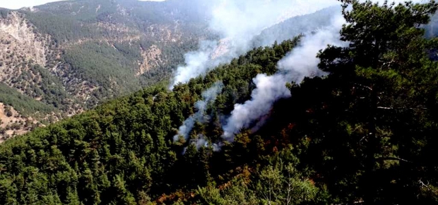 Teröristler Orman Yaktı: 5 Hektar Zarar Gördü