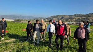 Kaymakam Eroğlu, Arsuz'da Maydanoz Hasadına Katıldı