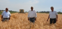 Arsuz'da  'Karakılçık Buğdayı Hasadı'