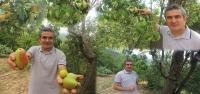 Asırlık Armut Ağacında Dört Farklı Lezzet!