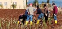 Bin Yıllık Ata Tohumu Arsuz'da Toprakla Buluşuyor