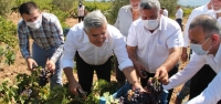 Hassa'da Üzüm Hasadı Yapıldı