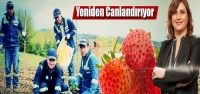 Osmanlı Çileği Üretimi Yeniden Canlandırılıyor!