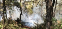 Piknik Ateşi Hatay'da Ormanı Yaktı