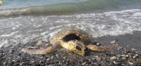 Yaralı Caretta Caretta Kıyıya Vurdu