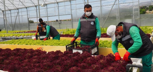 Topraksız Tarımın İlk Mahsulleri Sosyal Marketlerde