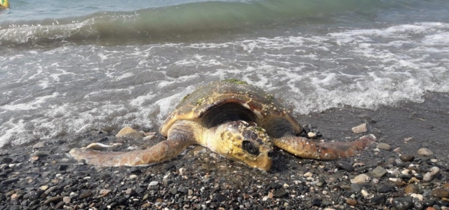 Yaralı Caretta Caretta Kıyıya Vurdu