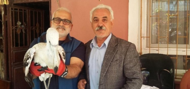 Yaralı Pelikan Tedavi Altına Alındı!