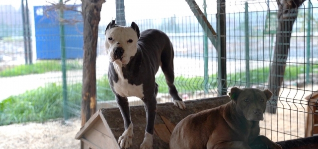 Yasaklı Irk Köpeklere Yeni Güvenlik Tedbirleri